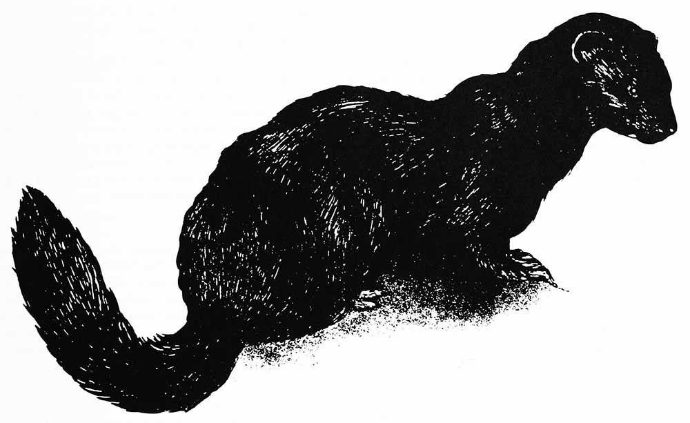 A black and white drawing of a sea mink