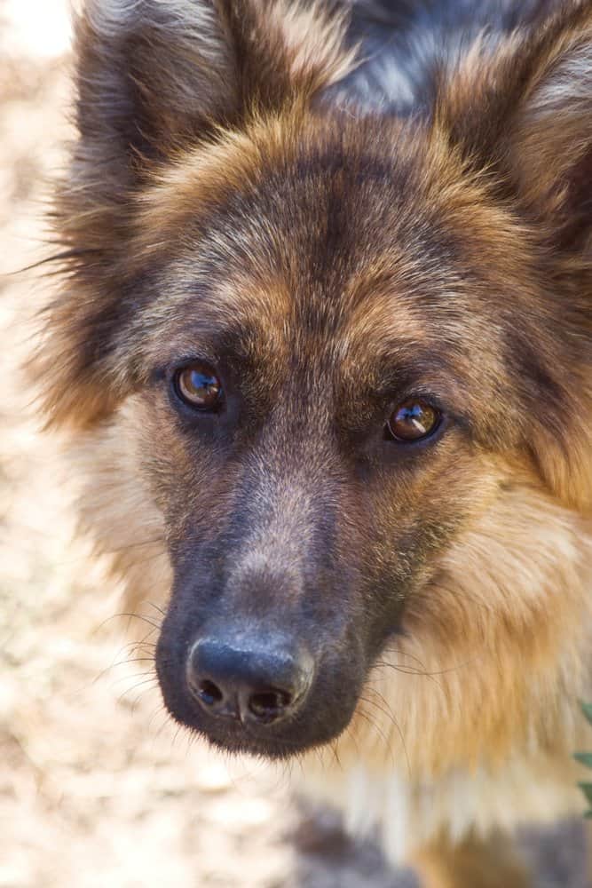 A close-up of an American Alsatian's face.