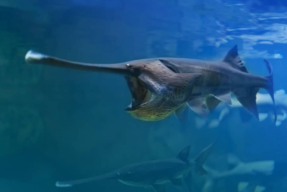 Multiple Chinese paddlefish swimming near the surface of a body of water.