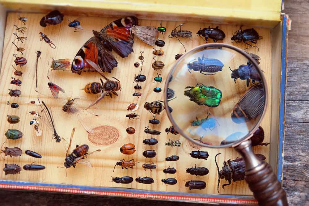 Various collected insects pinned in a box with a magnifying glass.