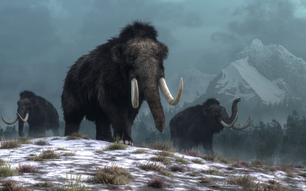 An artistic rendering of three woolly mammoths walking in a snowy landscape with mountains in the background.