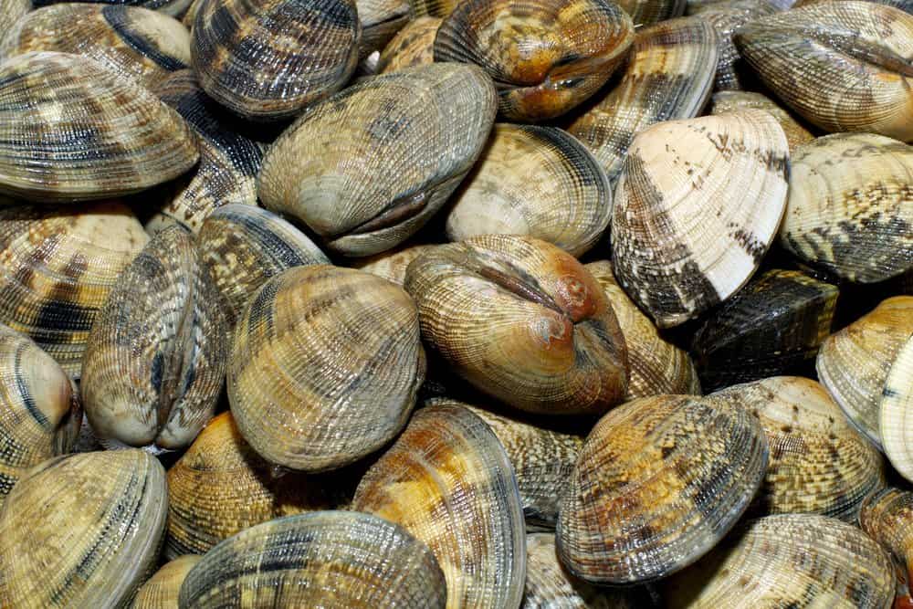 A close up of several clams.