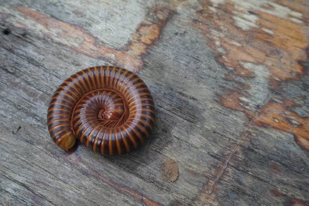 A millipede curls up on a piece of wood.