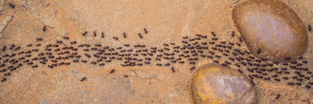 Un rastro de hormigas en un camino de tierra con dos grandes rocas.