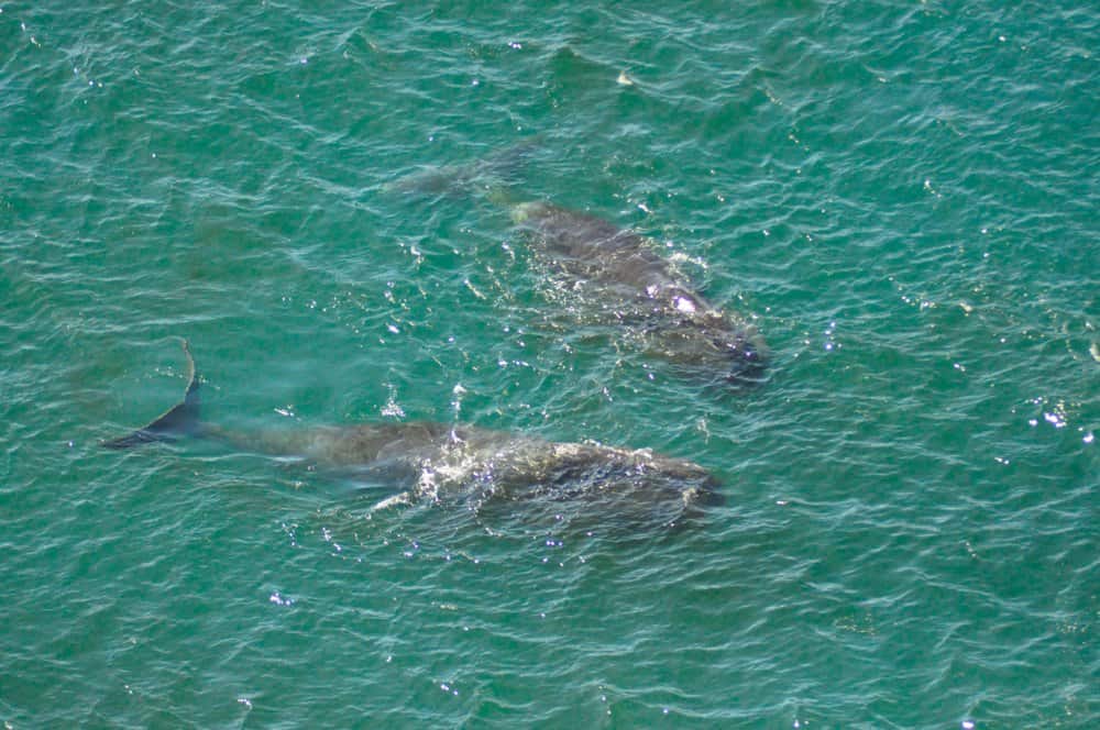 Two bowhead whales swimming near the surface of the ocean.