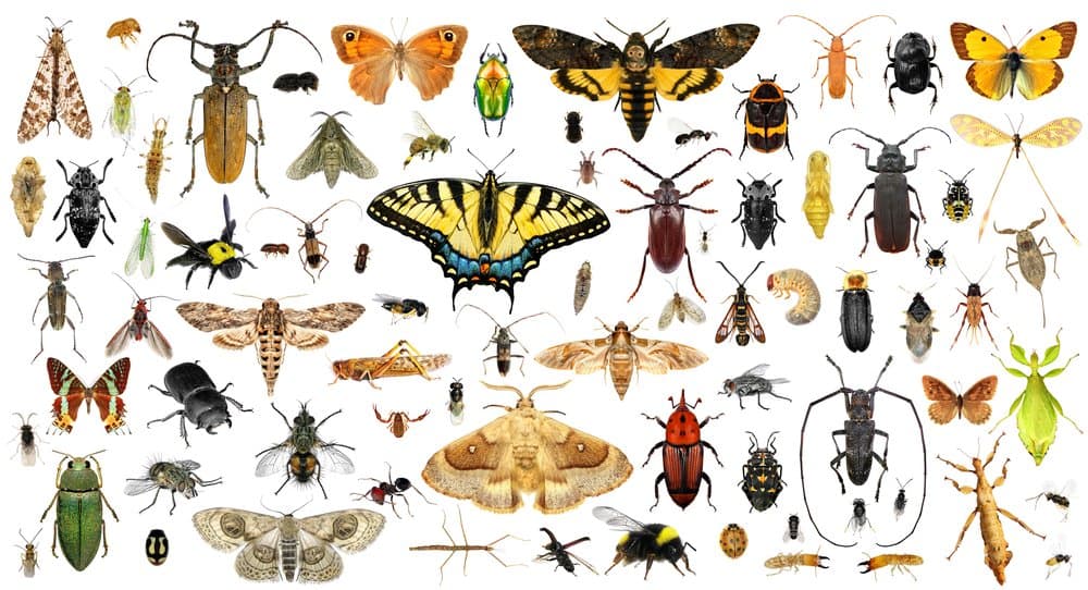 Various insects on a white background.