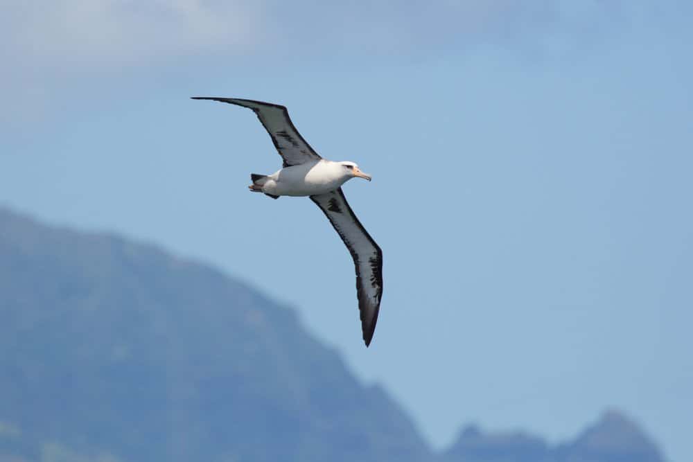 A Laysan albatross flying through a blue sky near mountains.