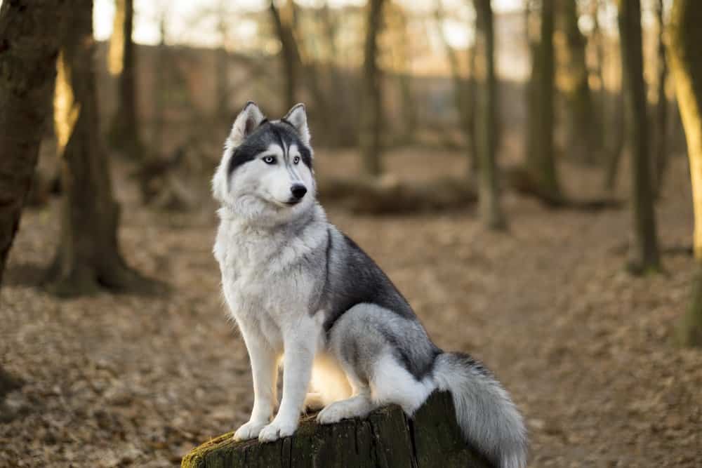 A Siberian Husky sitting on a tree stump in a forest.