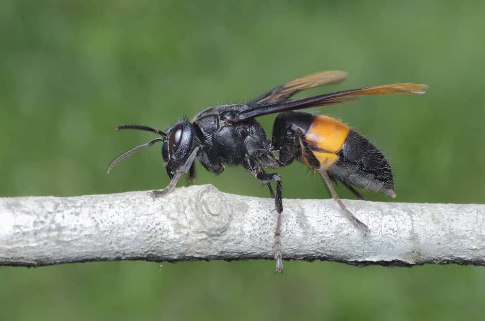 An Asian giant hornet resting on a tree branch.