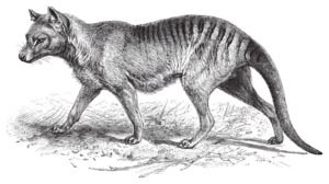 Extinct Species: The 9 Coolest Animals Ever to Live | AZ Animals