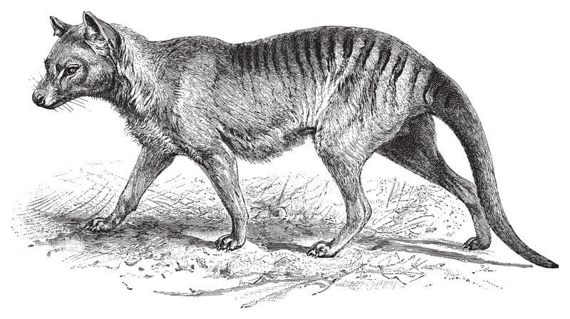 A black and white drawing of a Tasmanian tiger.