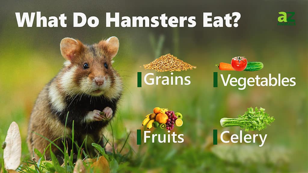 Hamster eating infographic