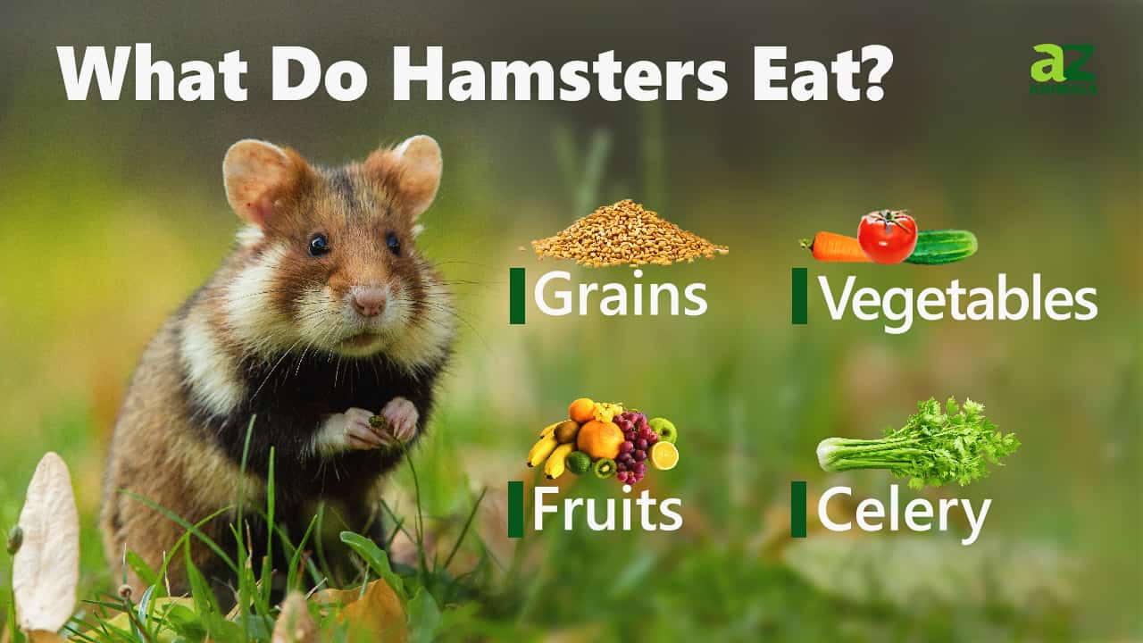 Hamster Animal Facts AZ Animals