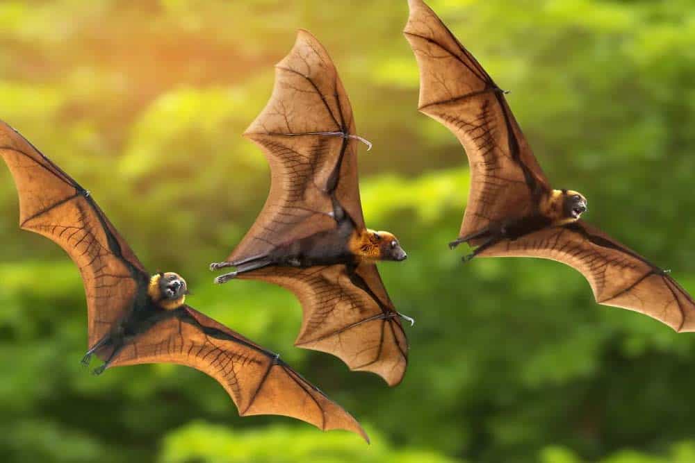 Three bats mid-flight.