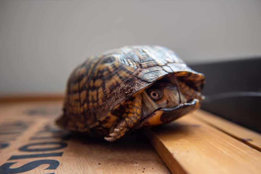 A box turtle tucked into its shell.