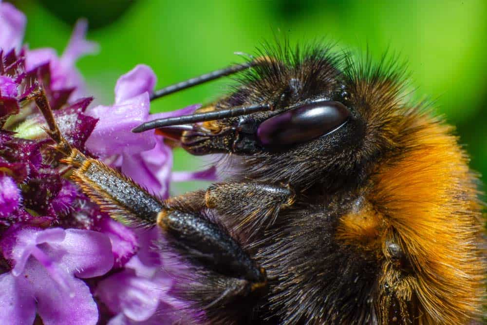 A close-up of a bumblebee perched on a purple flower.