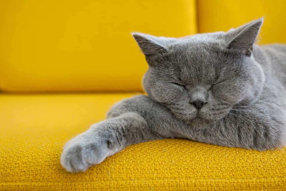 A grey cat sleeping on a yellow couch.