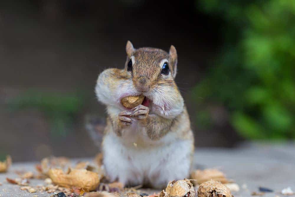 Chipmunk shoving a peanut into its mouth.