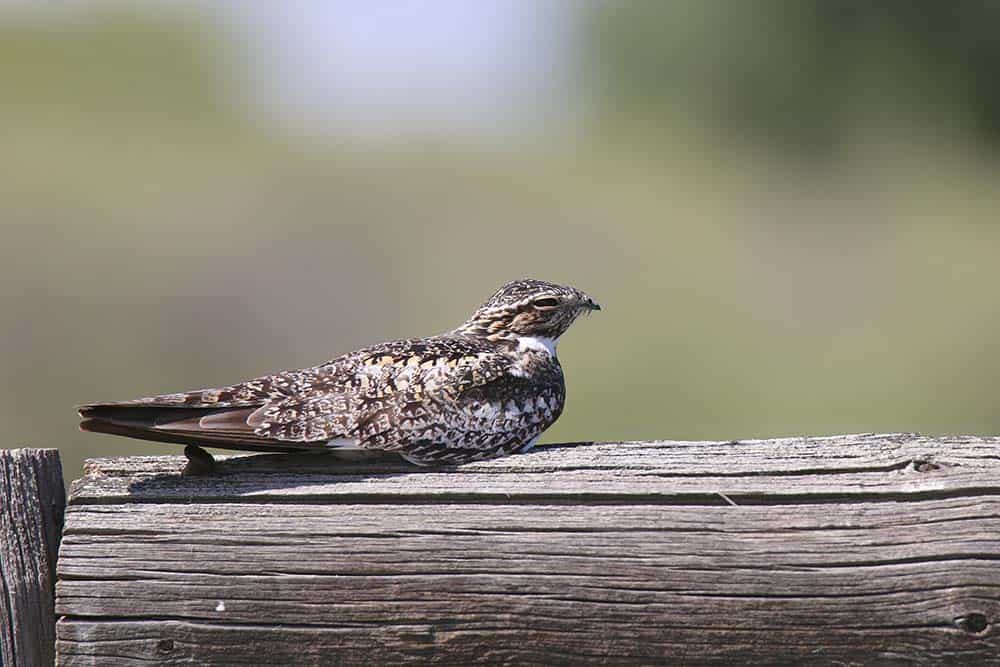 A common poorwill resting on a wooden fence.