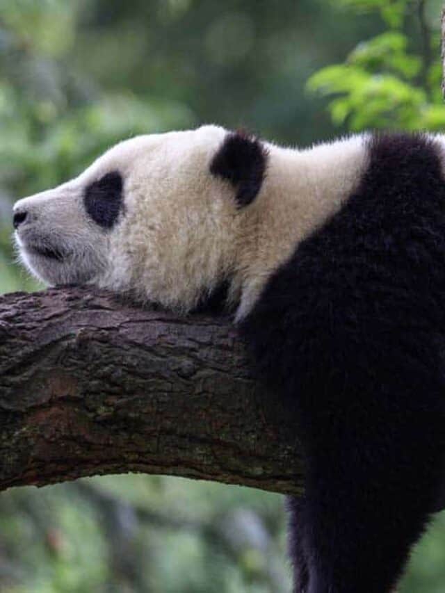 Discover the Panda Spirit Animal Symbolism amp Meaning Daily Sarkari Update
