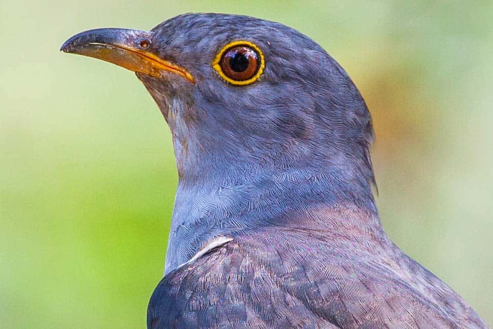 A close-up, side profile of a cuckoo bird.