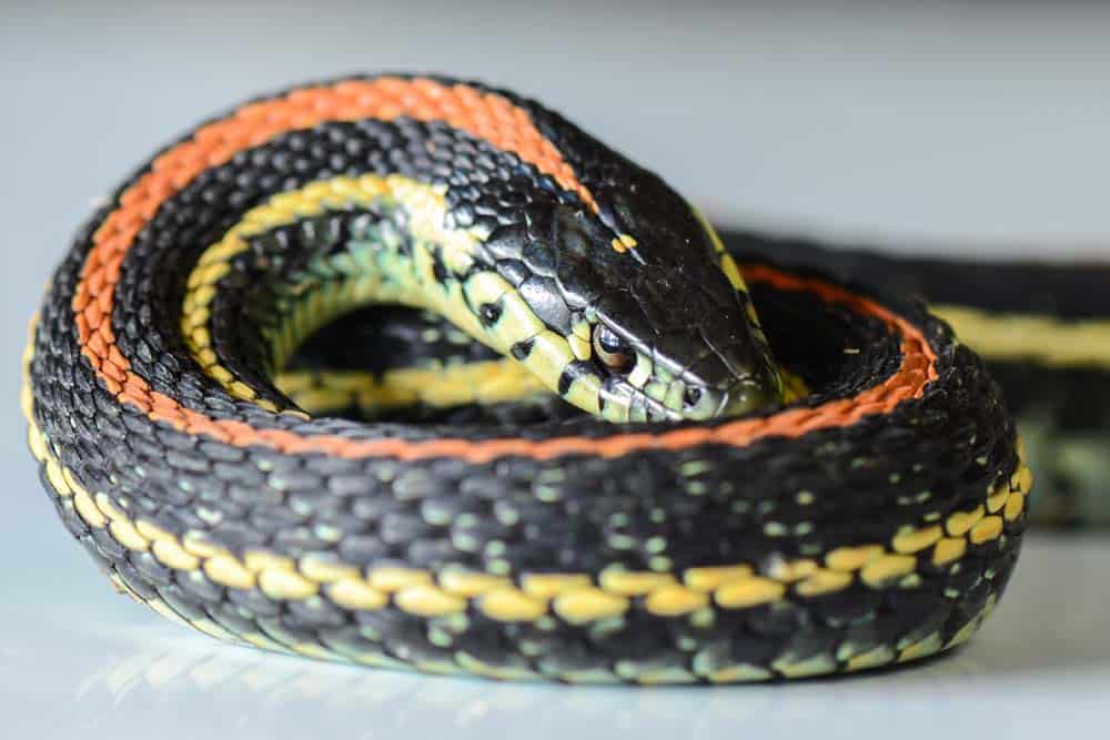 A curled up Garter snake.