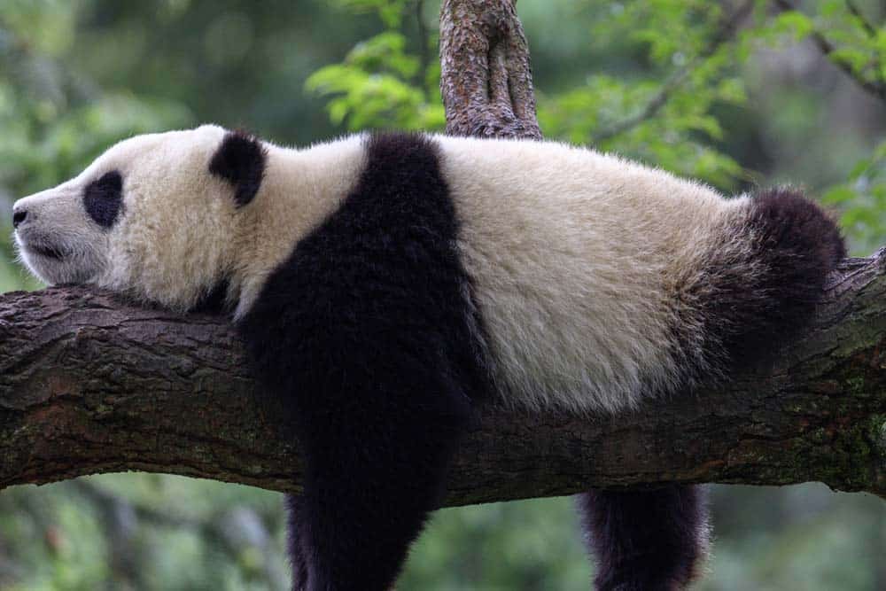 A giant panda sleeping in a tree.