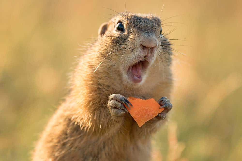 Ground squirrel holding a piece of carrot with its mouth open.