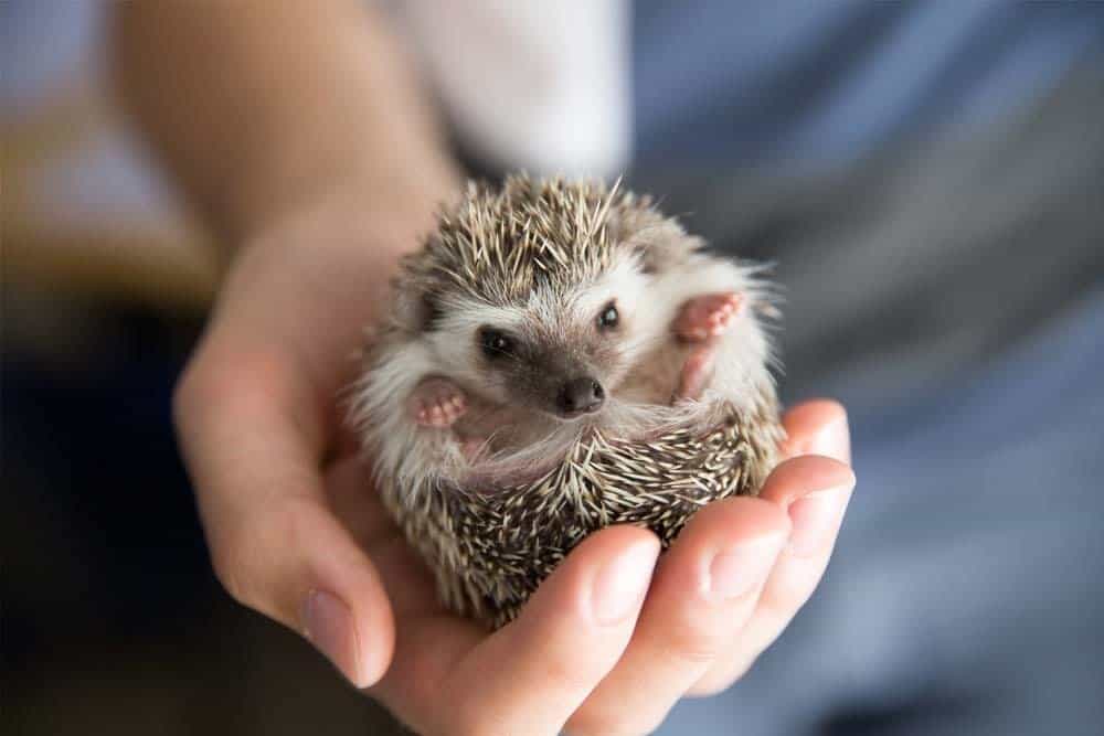 A baby hedgehog curled up in a person's hand.