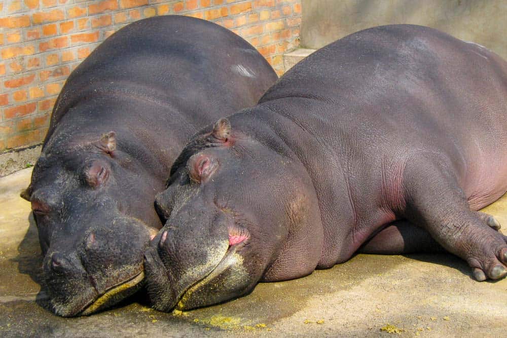 Two hippos sleeping on a concrete surface within a zoo enclosure.