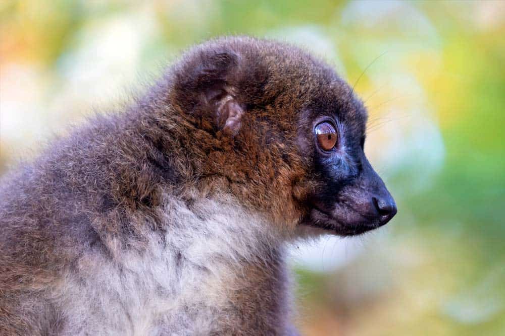 A close-up side profile of a lemur.