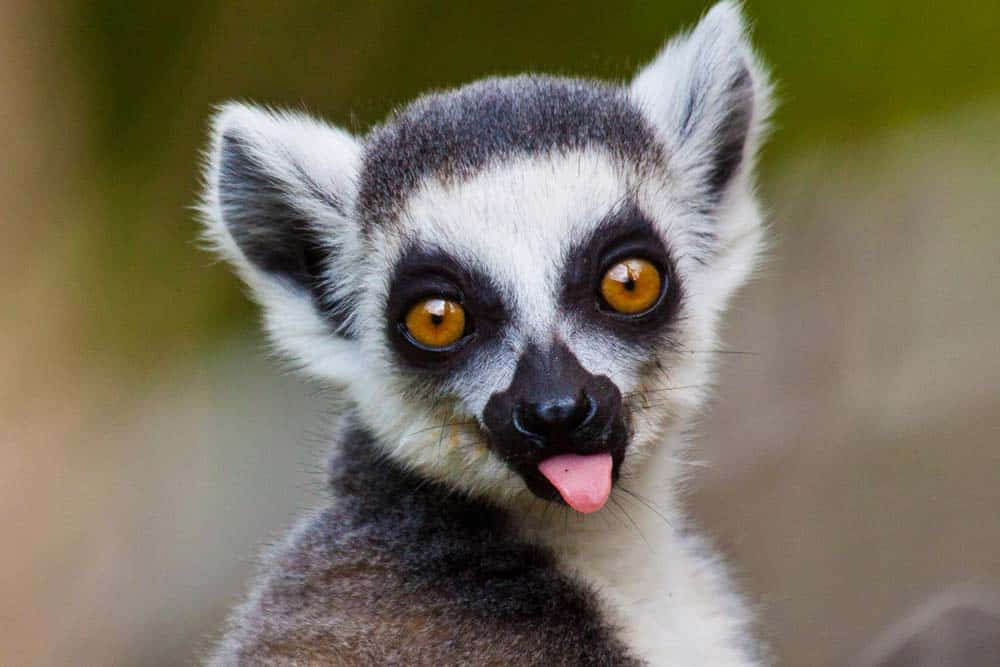 A close-up of a lemur with its tongue sticking out.