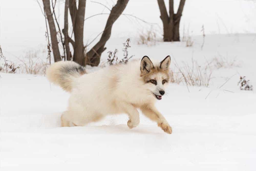 A marble fox running through the snow.