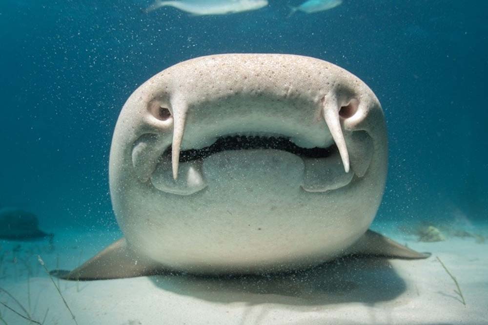 What do nurse sharks eat - nurse shark face