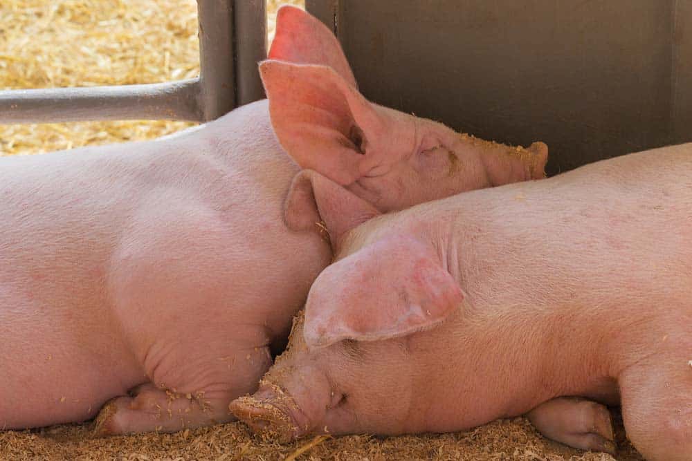 Two pigs sleeping in a pen.