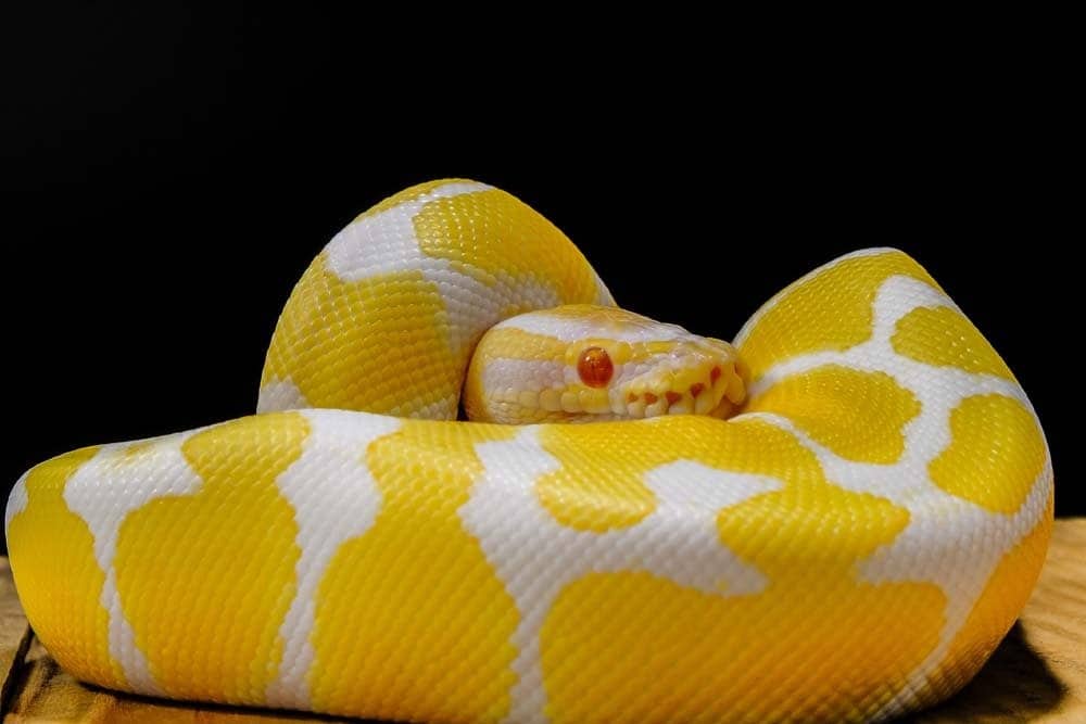 A yellow and white python with red eyes against a black background.