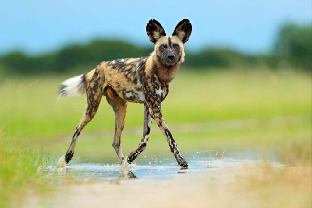 An African wild dog walking through a puddle in a field.