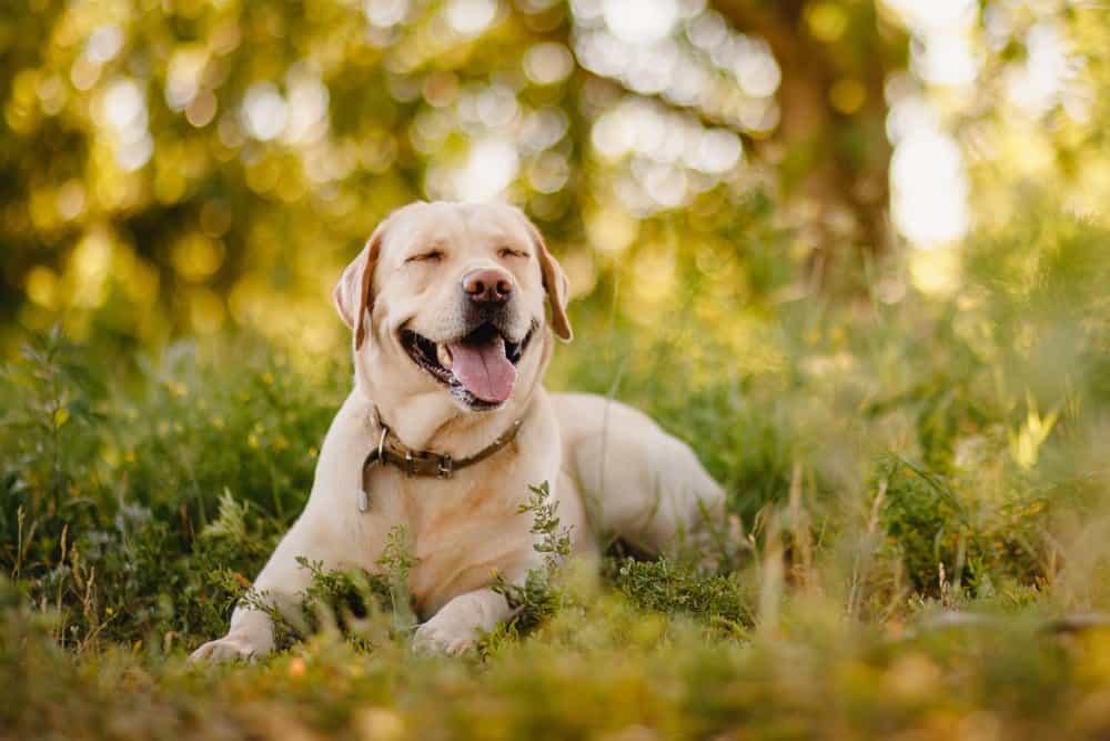 A Labrador Retriever laying in tall grass with its tongue out.