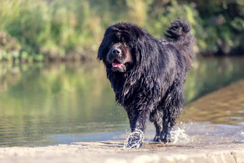 A wet Newfoundland walking in shallow water.