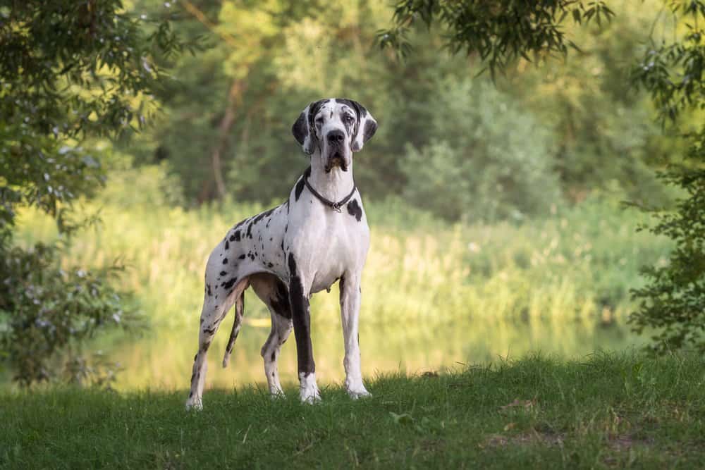 A Great Dane standing in the grass near a stream.