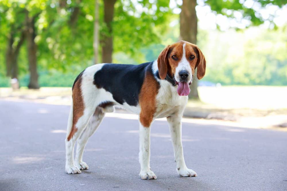 An American foxhound standing on a paved sidewalk surrounded by trees with its tongue out.