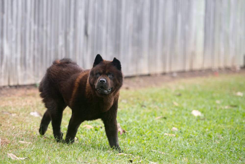 A dark brown Chow Chow standing in the grass.