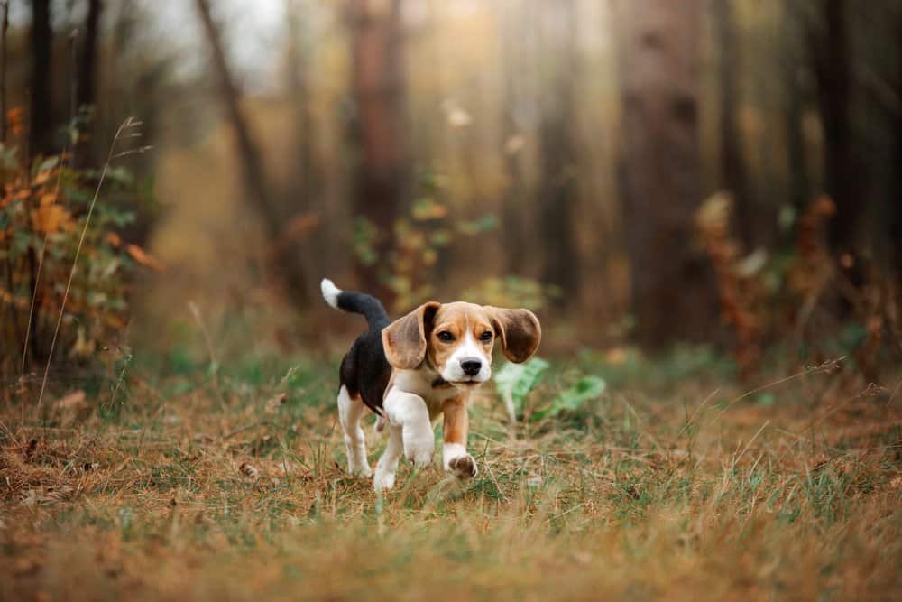 A beagle running through the woods.