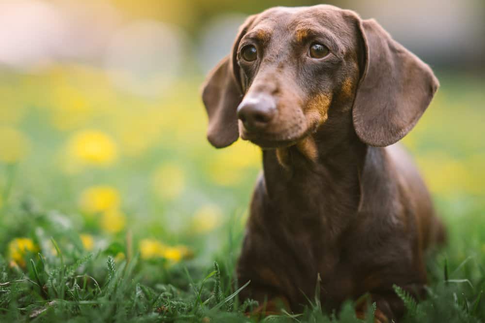 A Dachshund laying in the grass with dandelions in the background.