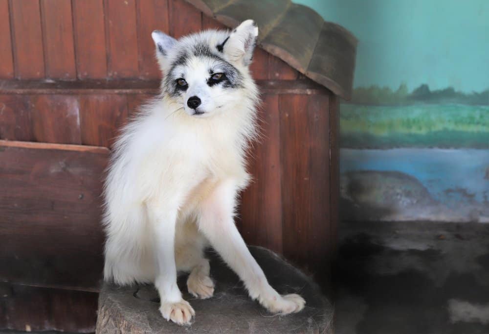 A captive marble fox sitting on a tree stump.