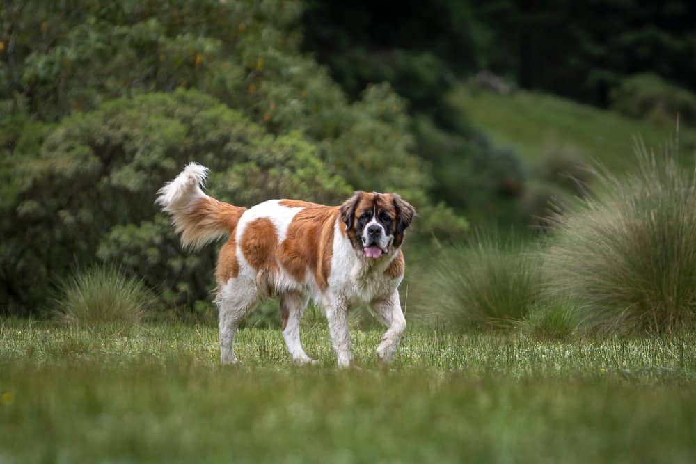 A Saint Bernard walking through grass.