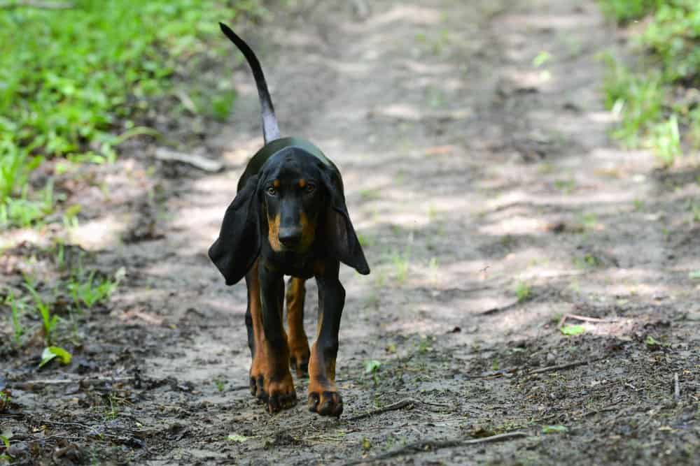 A Black and Tan Coonhound walking along a dirt path.