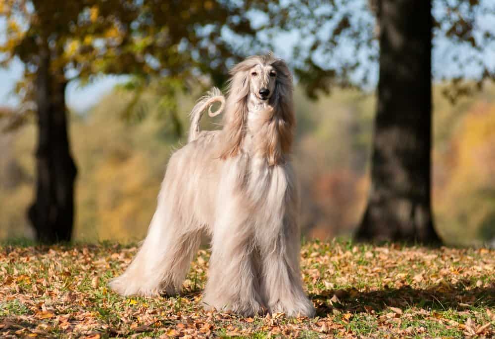 An Afghan Hound standing on grass near trees.