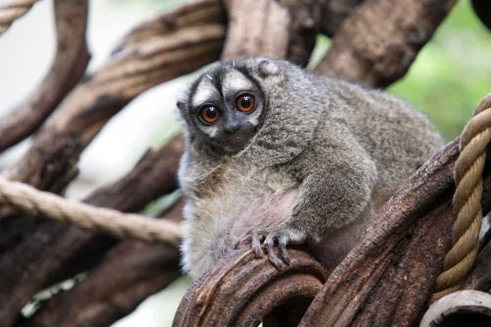 An owl monkey in a zoo enclosure.