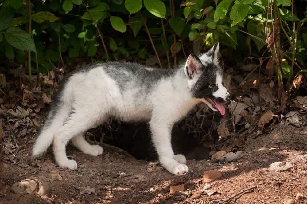 A marble fox standing near a hole in the ground with its tongue out.